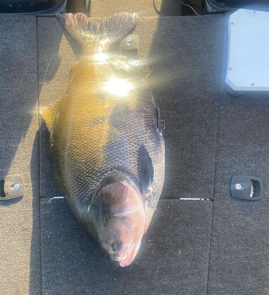 Tambaqui de grande porte fisgado no lago Serra da Mesa, fotografado no convés do barco