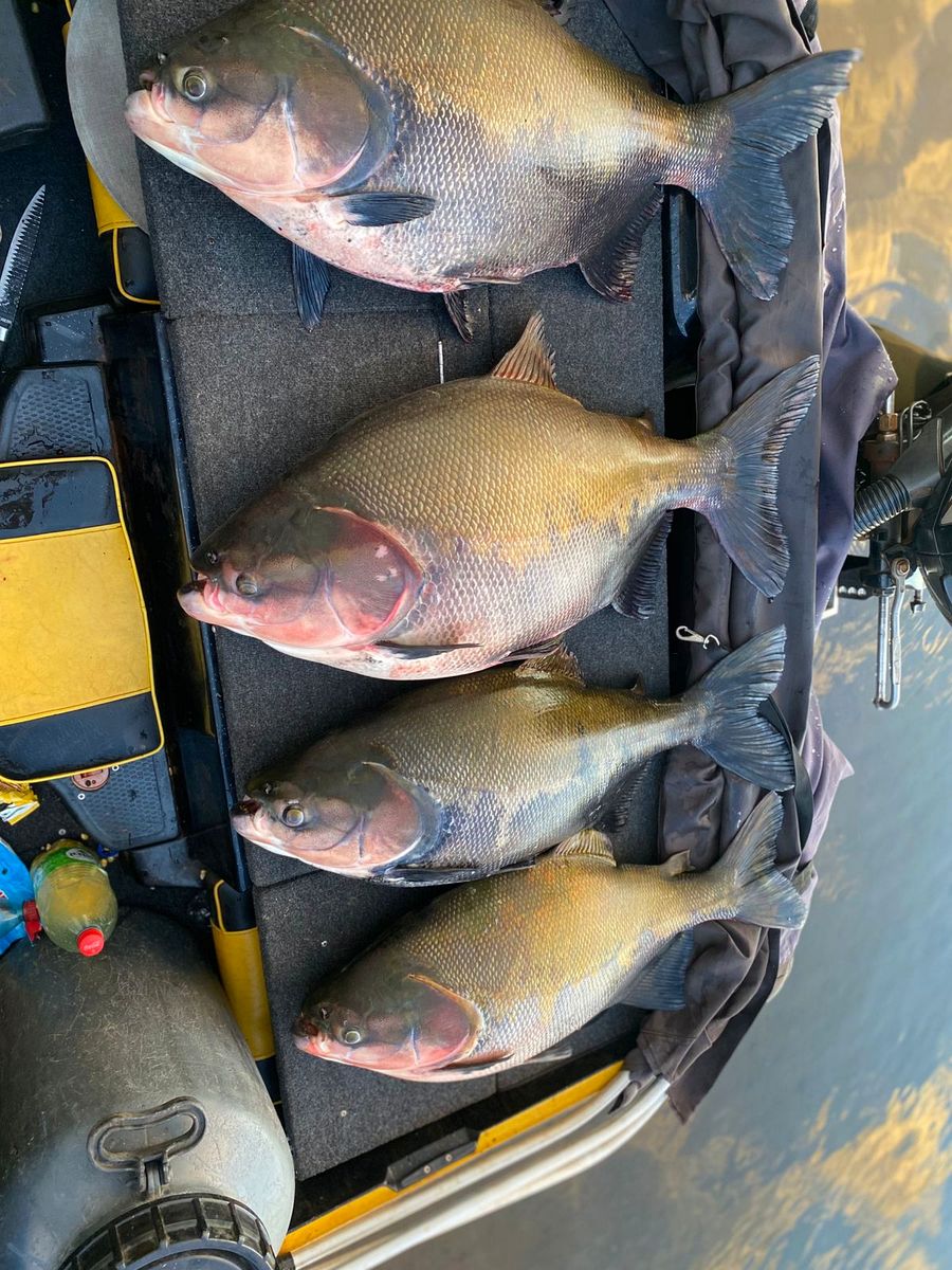 Quatro peixes enfileirados no convés do barco de pesca